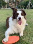 狗玩飞盘