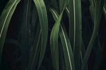 植物叶子图片