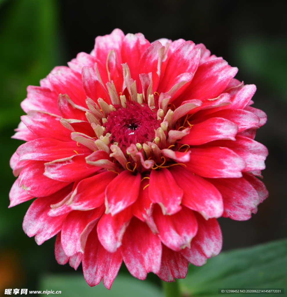 白日菊