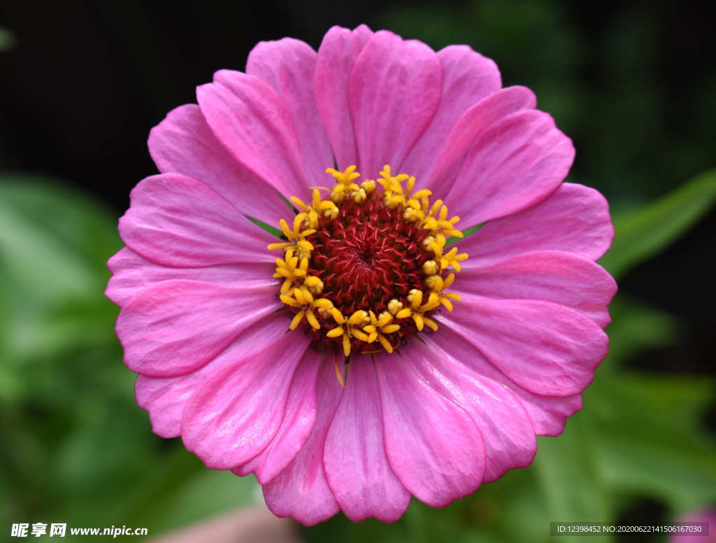 百日菊