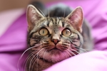家猫