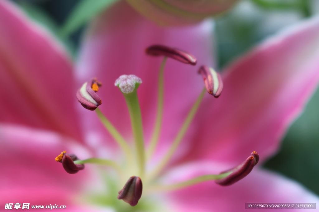 花蕊