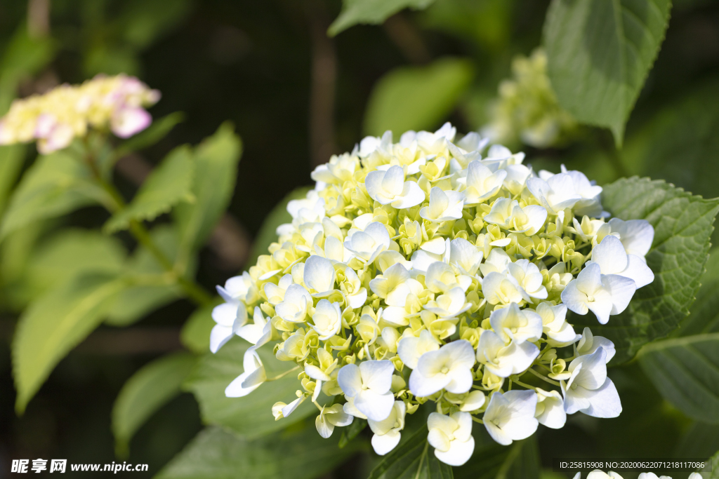 绣球花八仙花清新图片