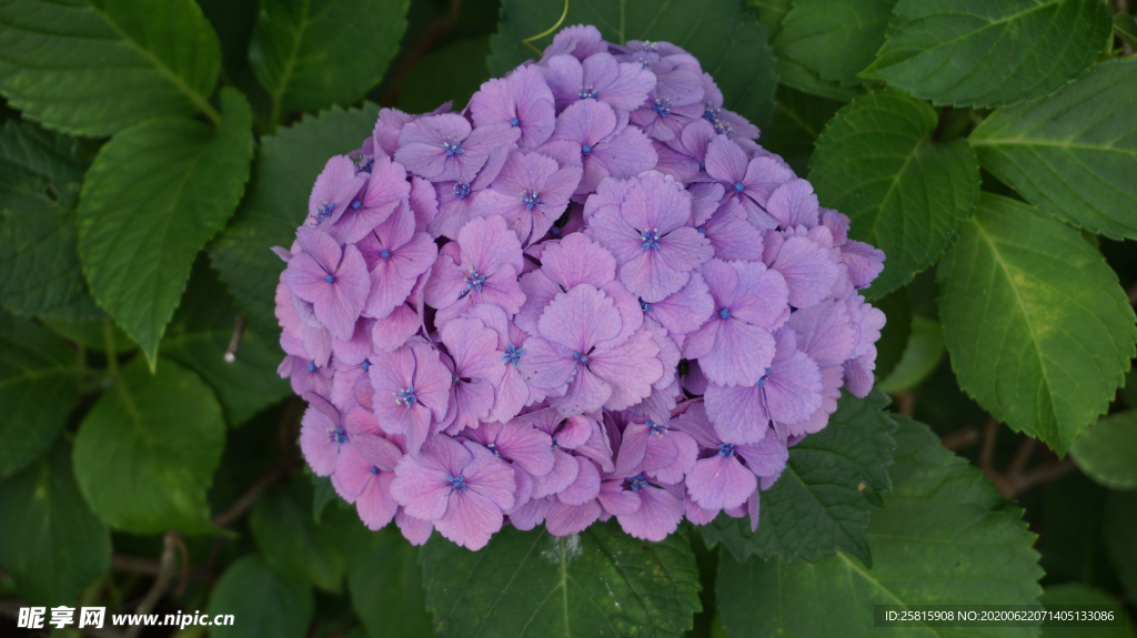 绣球花八仙花清新图片