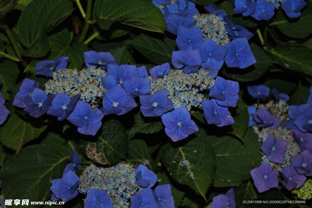 绣球花八仙花清新图片