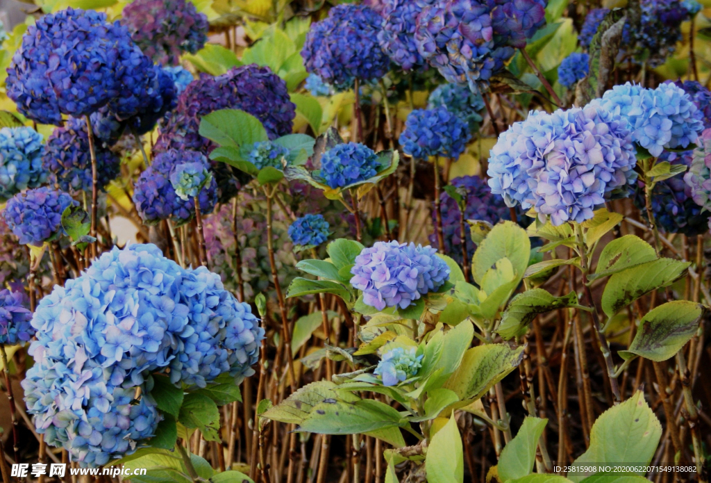 绣球花八仙花清新图片