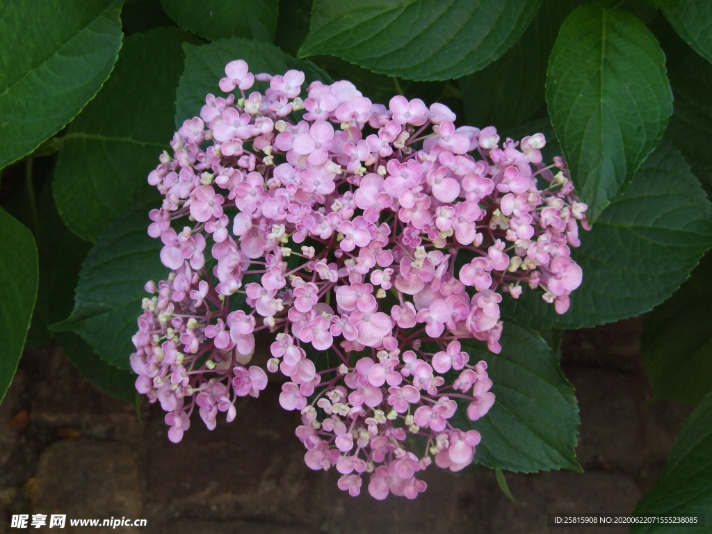 绣球花八仙花清新图片