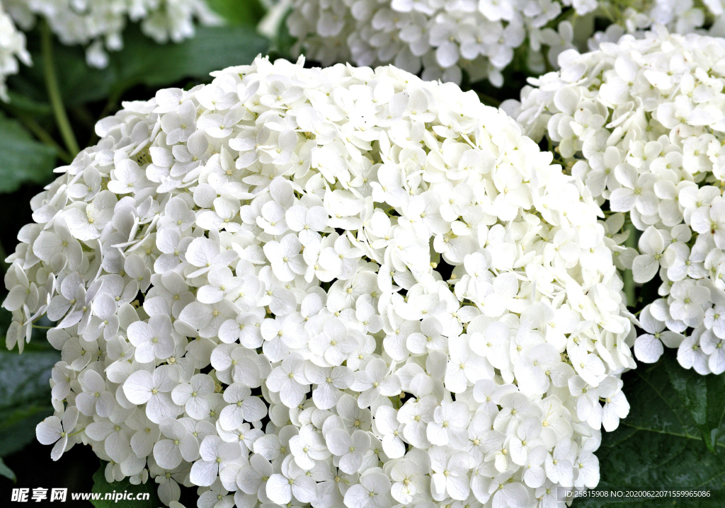 绣球花八仙花清新图片