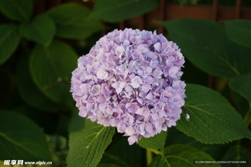 绣球花八仙花清新图片