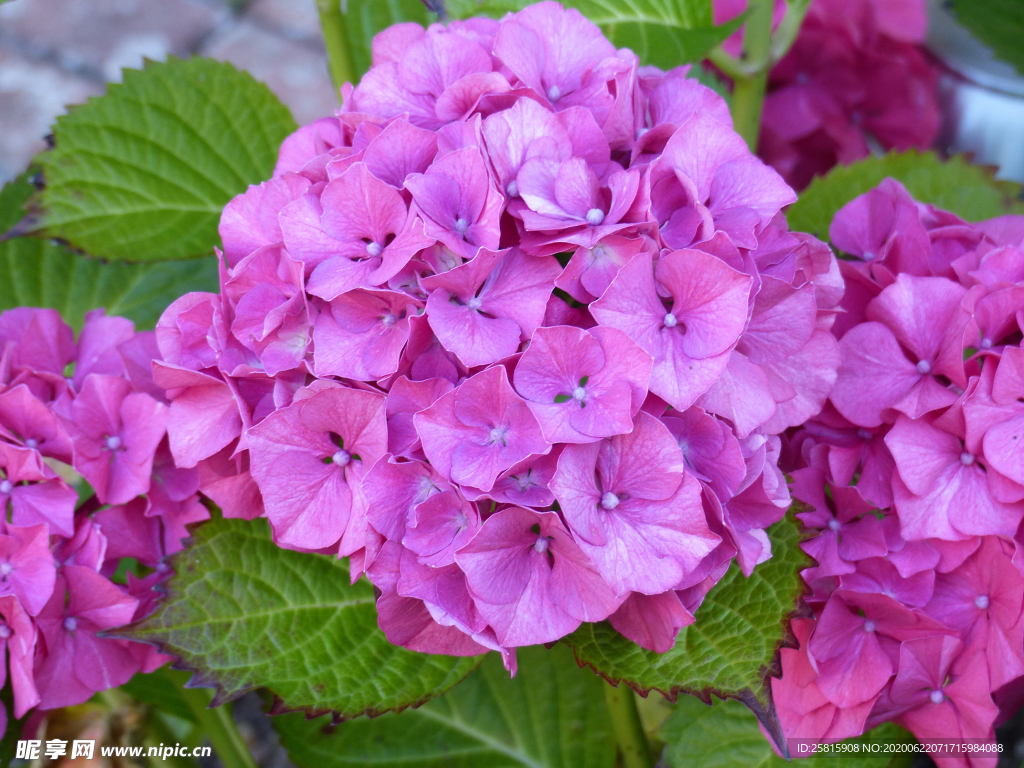 绣球花八仙花清新图片