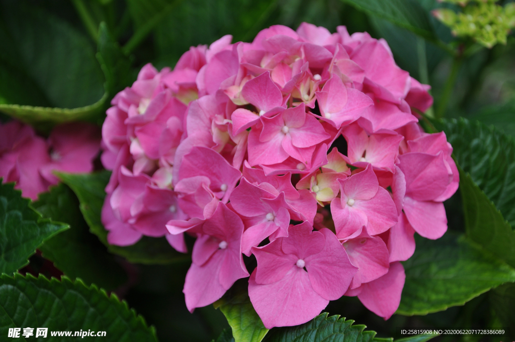 绣球花八仙花清新图片