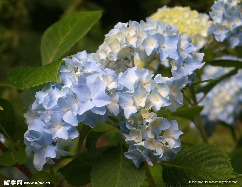 绣球花八仙花清新图片