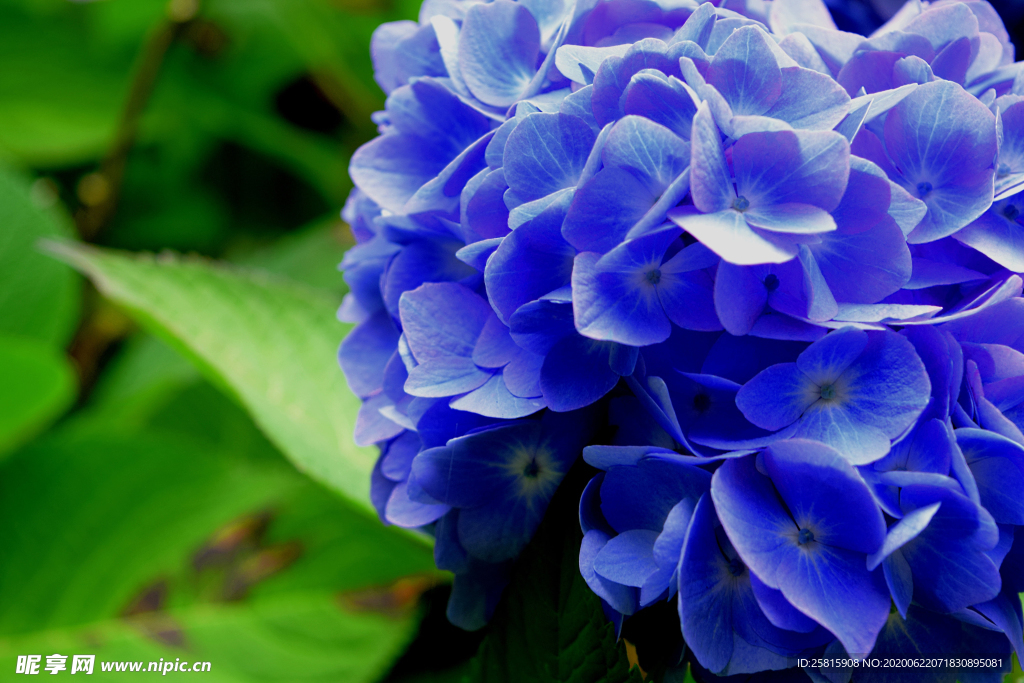 绣球花八仙花清新图片