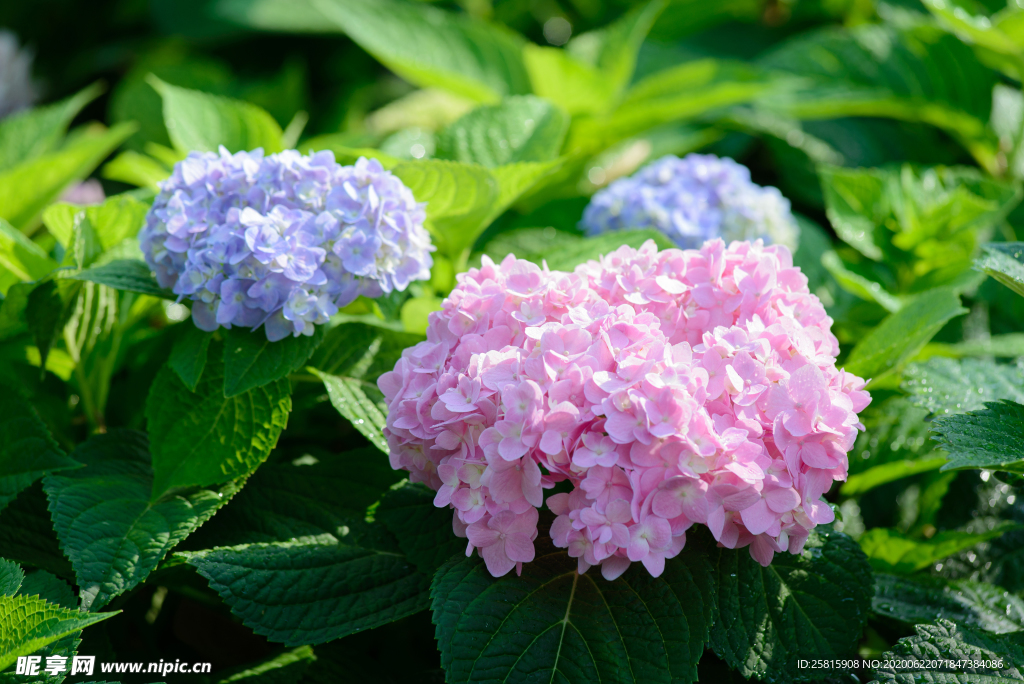 绣球花八仙花清新图片