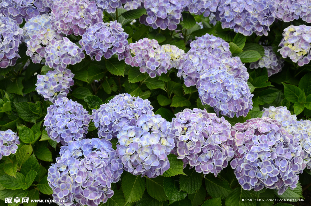 绣球花八仙花清新图片