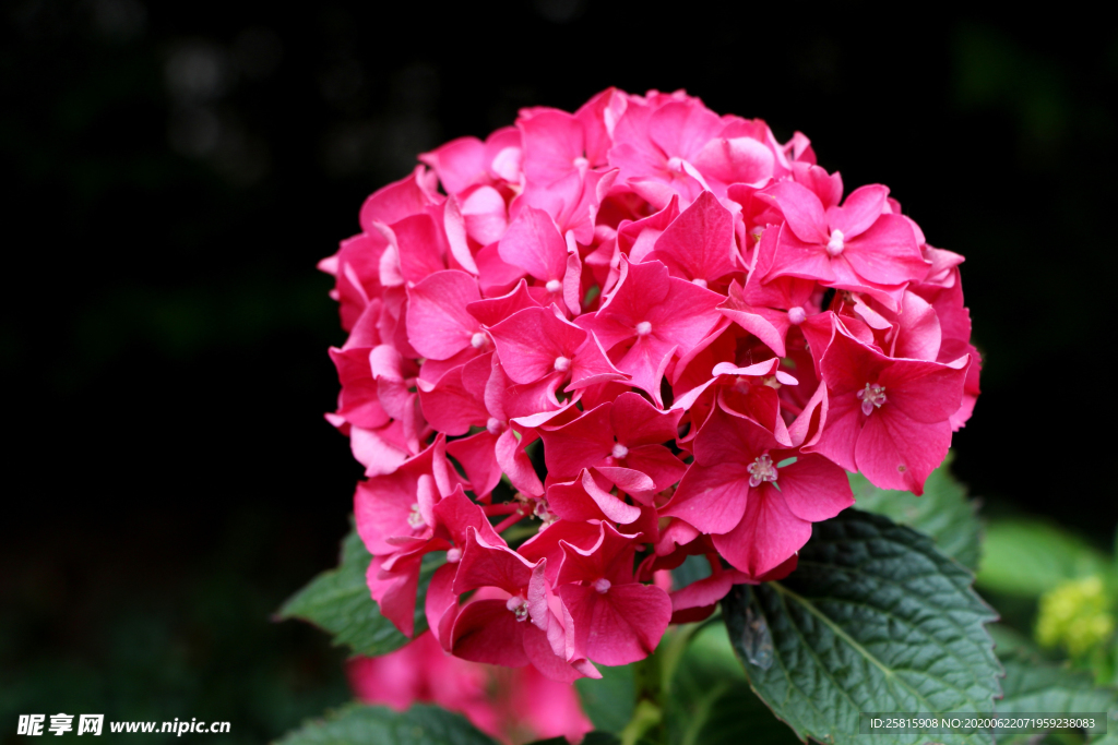 绣球花八仙花清新图片