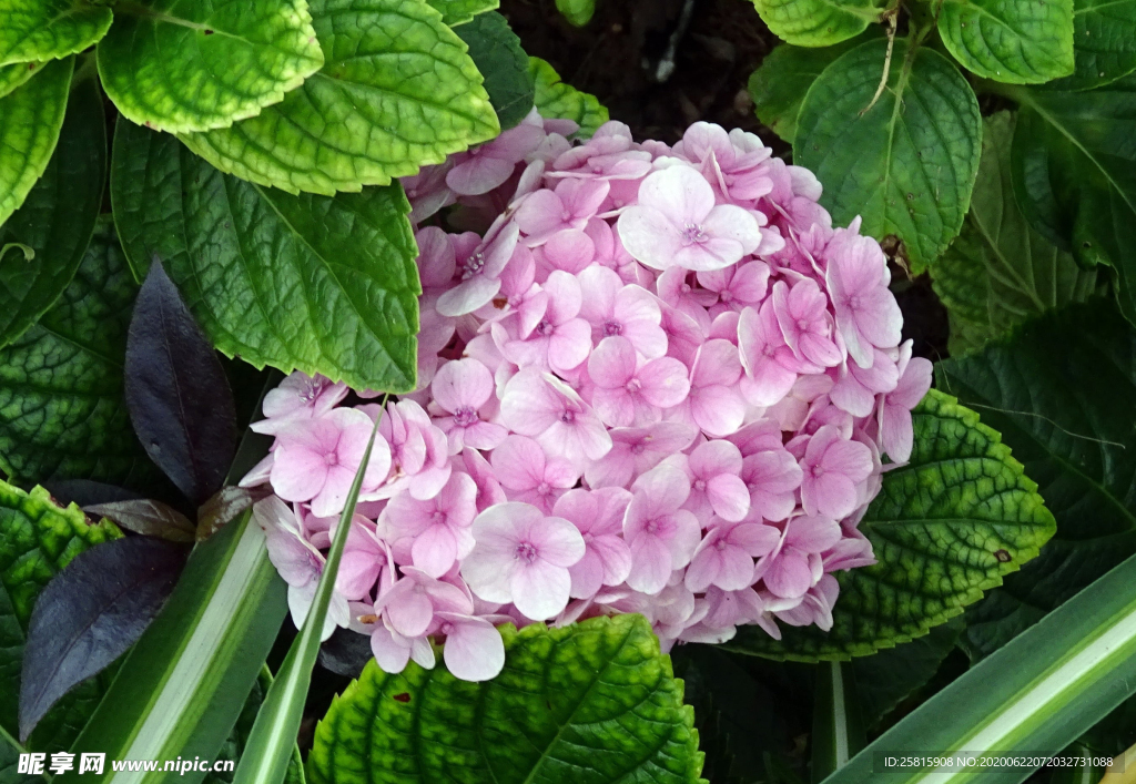 绣球花八仙花清新图片