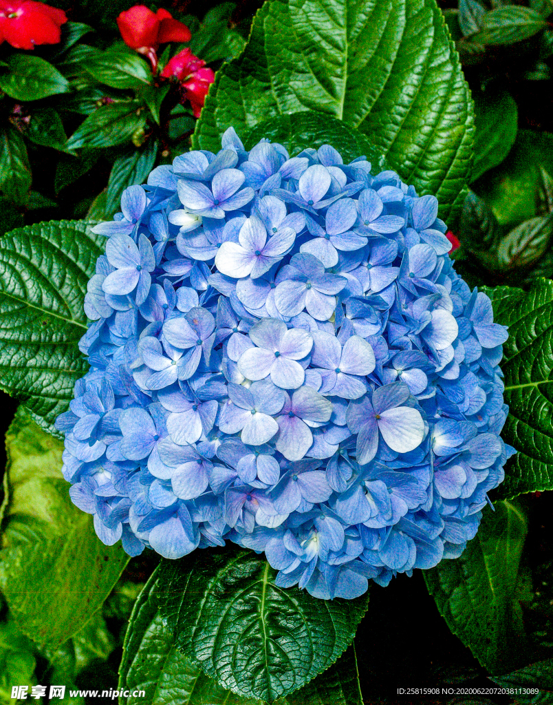 绣球花八仙花清新图片