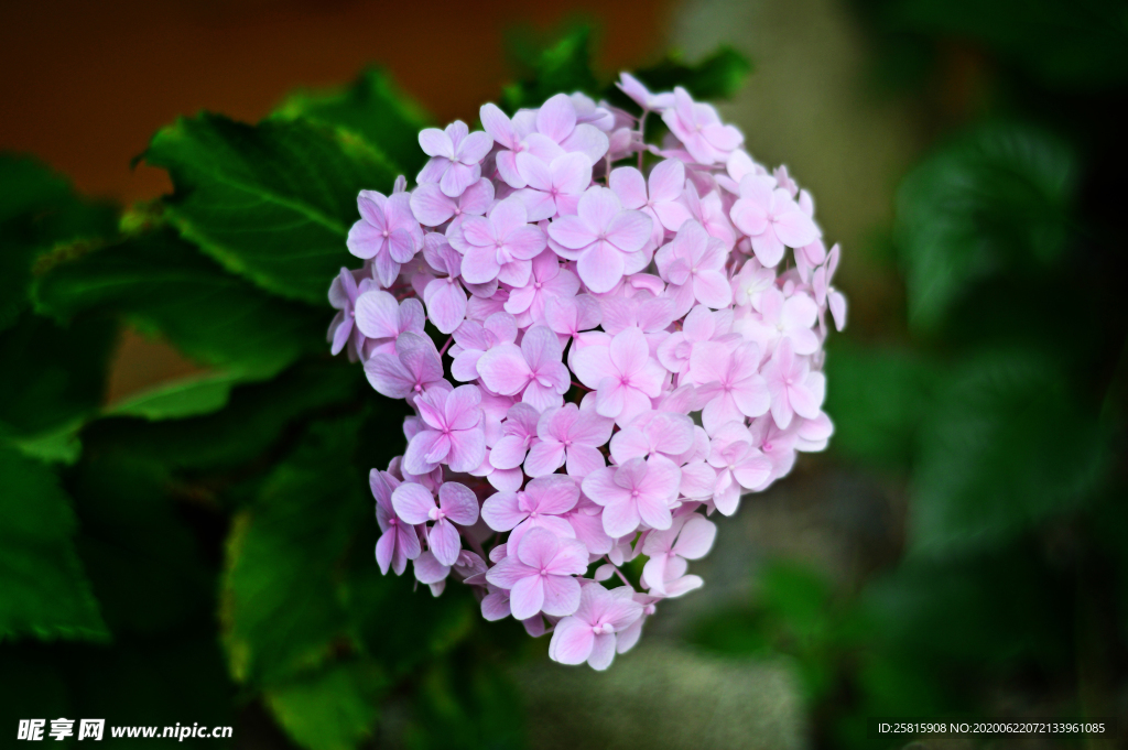 绣球花八仙花清新图片