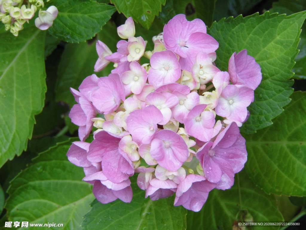 绣球花八仙花清新图片