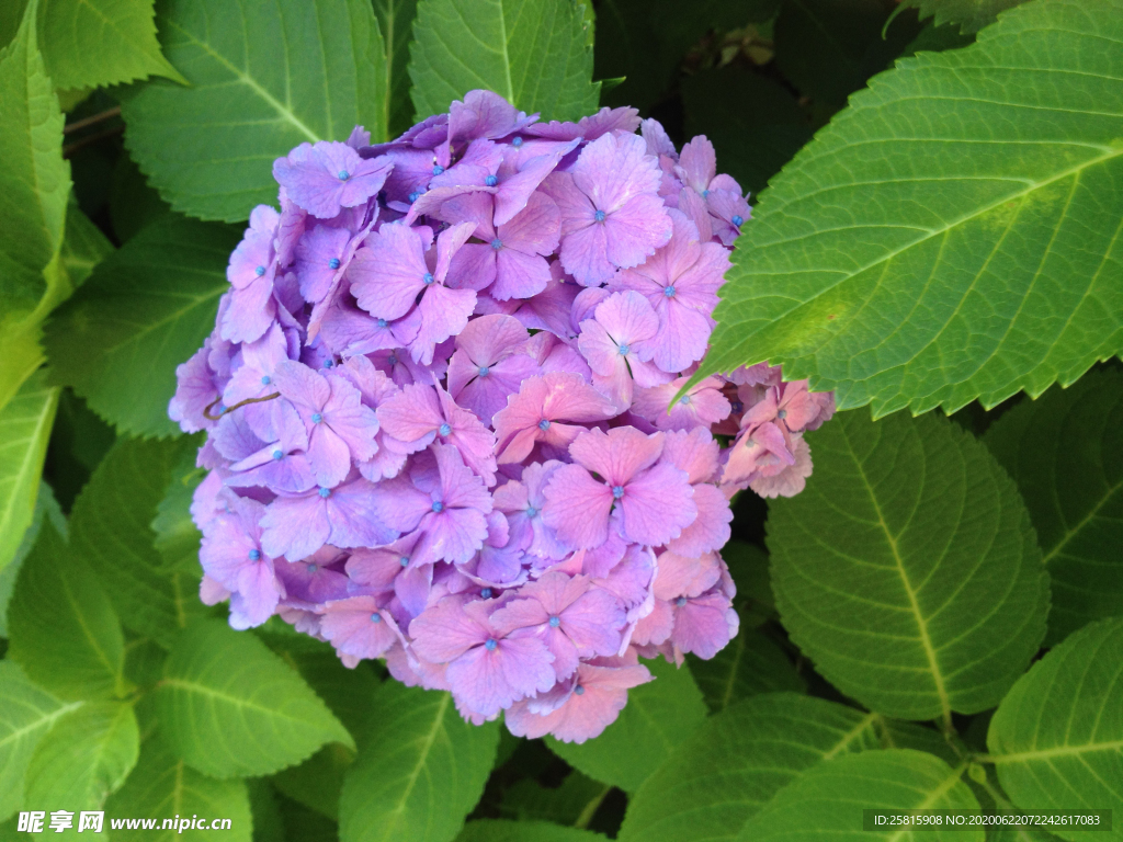 绣球花八仙花清新图片