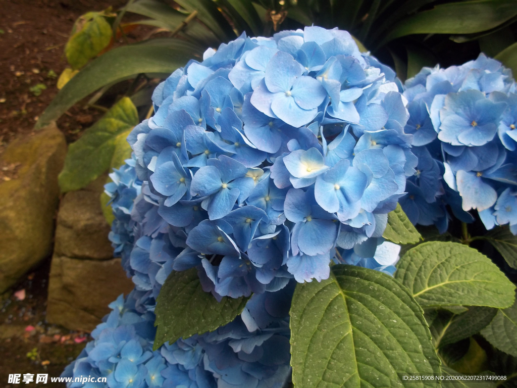 绣球花八仙花清新图片