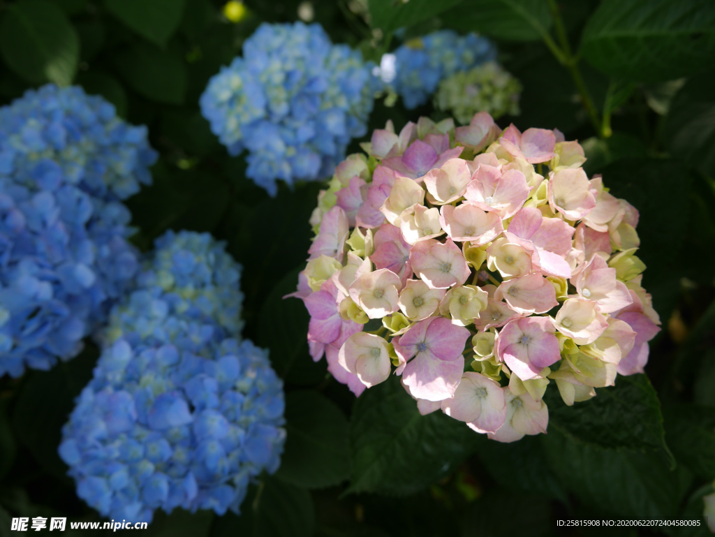 绣球花八仙花清新图片