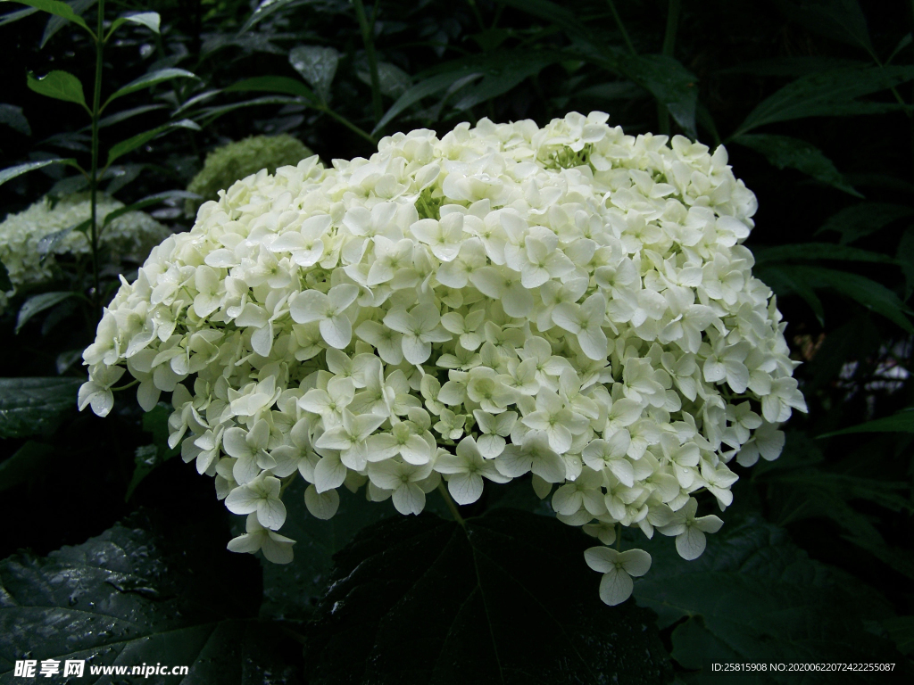 绣球花八仙花清新图片