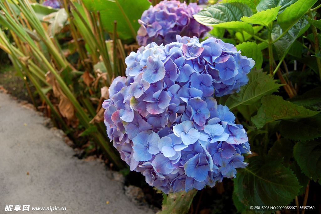 绣球花八仙花清新图片