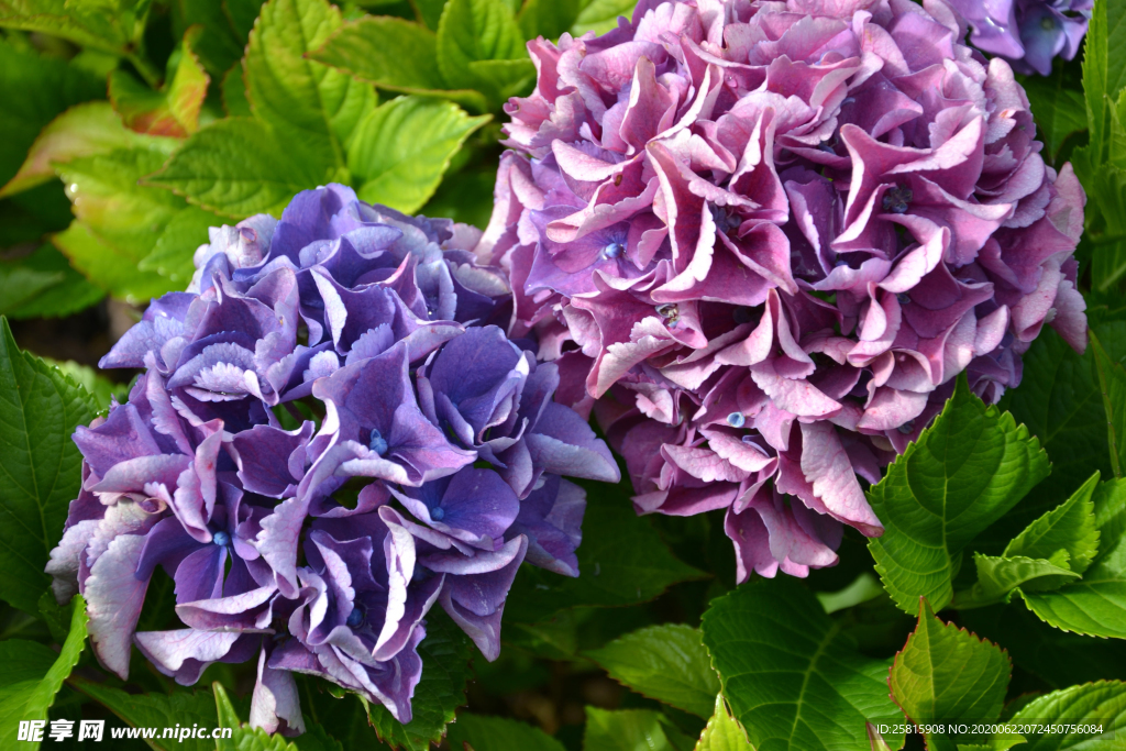 绣球花八仙花清新图片