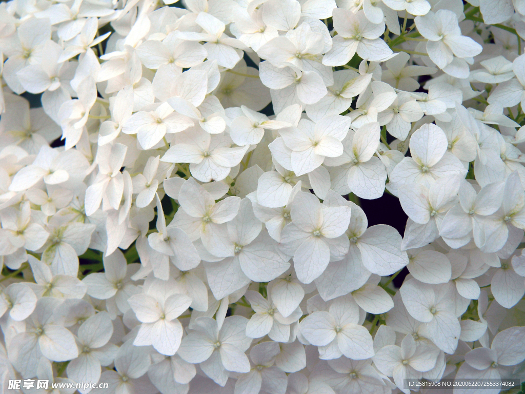 绣球花八仙花清新图片