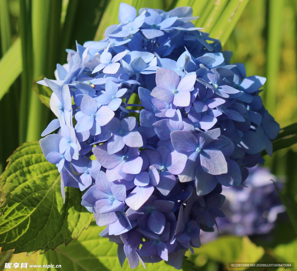 绣球花八仙花清新图片