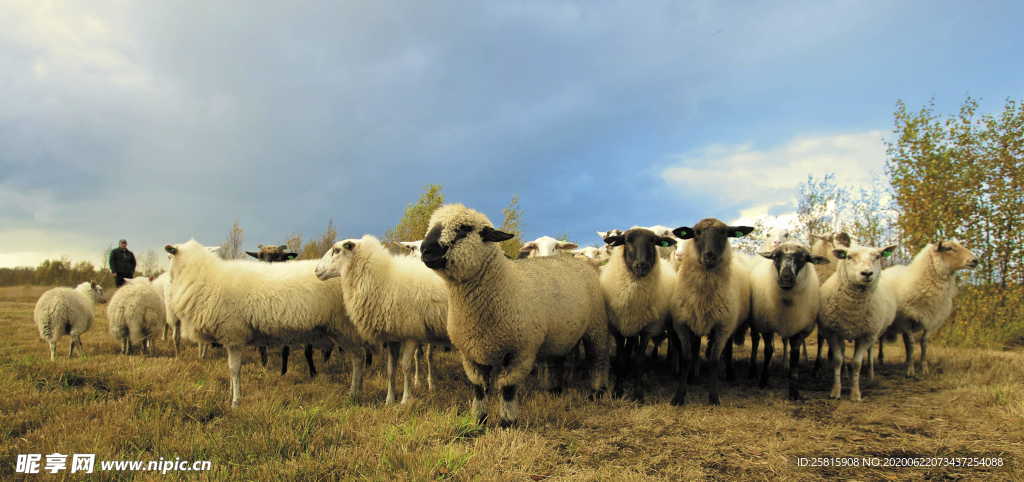 羊群绵羊养殖散养图片