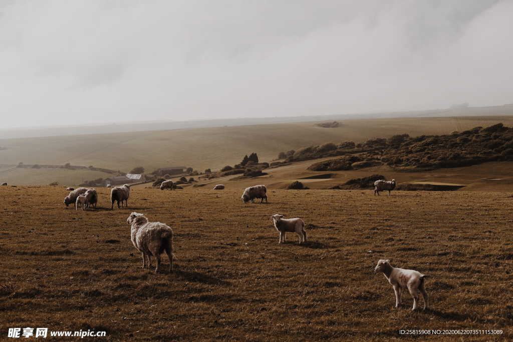 羊群绵羊养殖散养图片