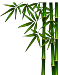 竹子