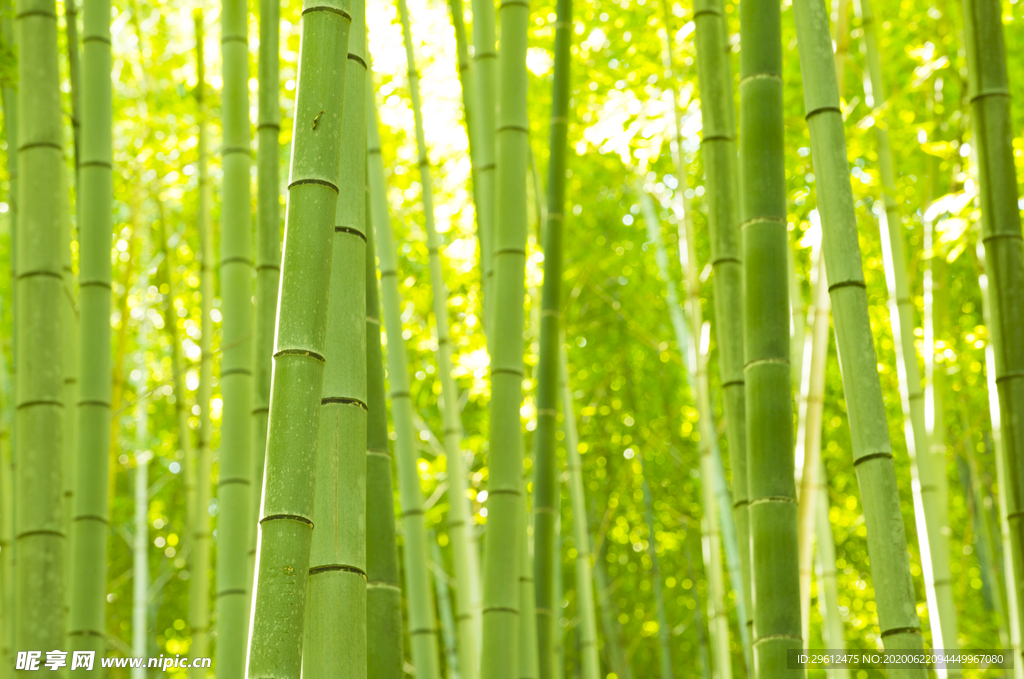 竹子