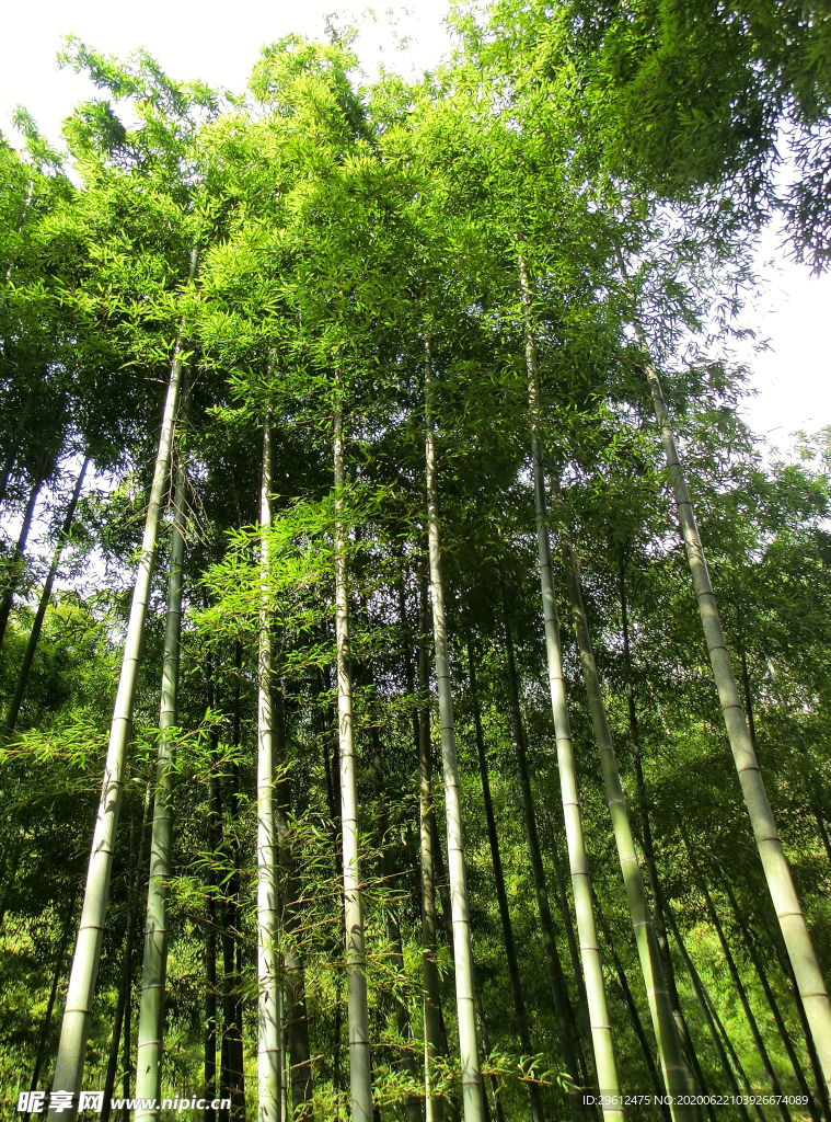 竹子