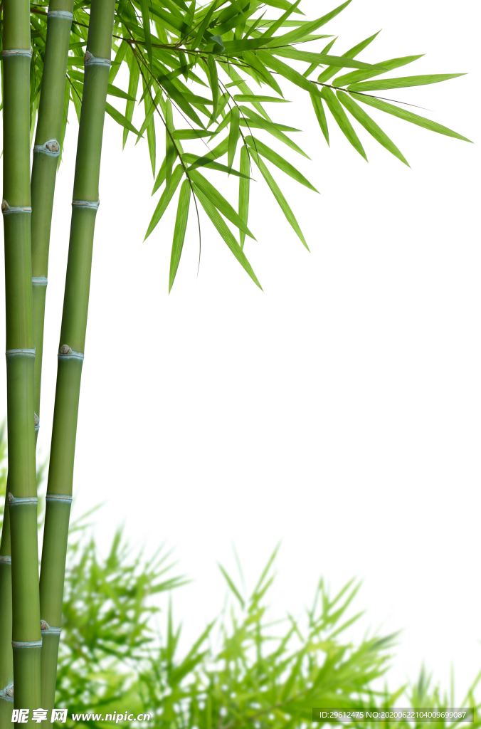 竹子