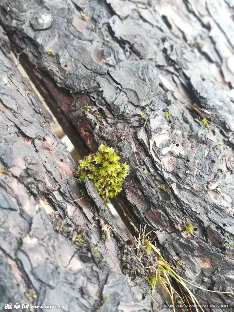 腐木苔藓