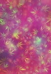 枫叶 光斑