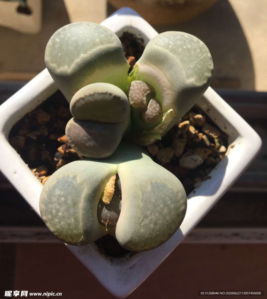 多肉植物
