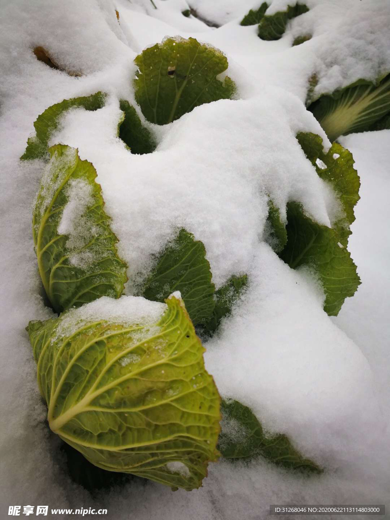 白雪生菜