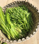 茼蒿油麦菜