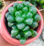 多肉
