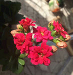 长寿花