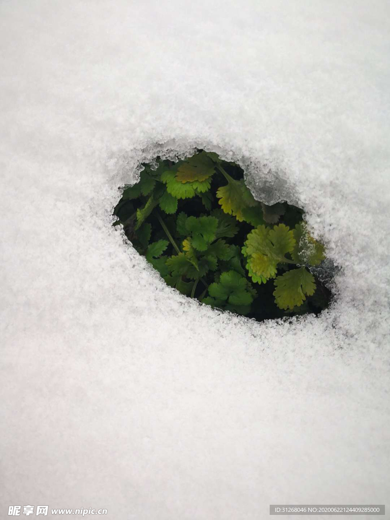 白雪生菜