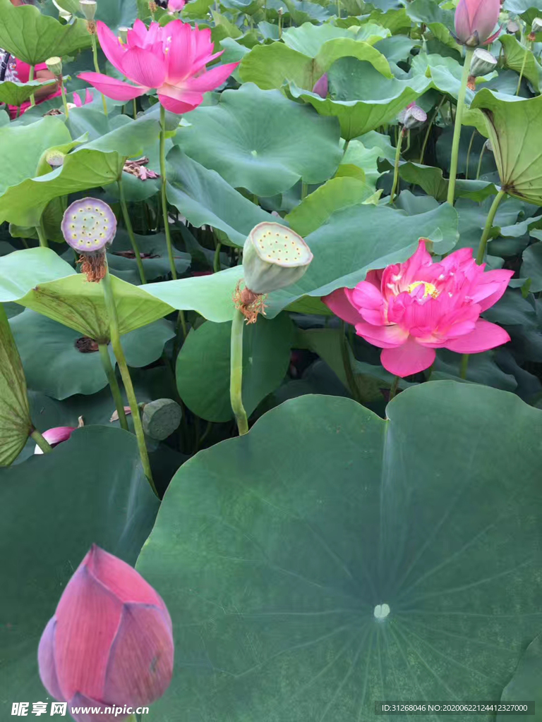 荷花荷叶