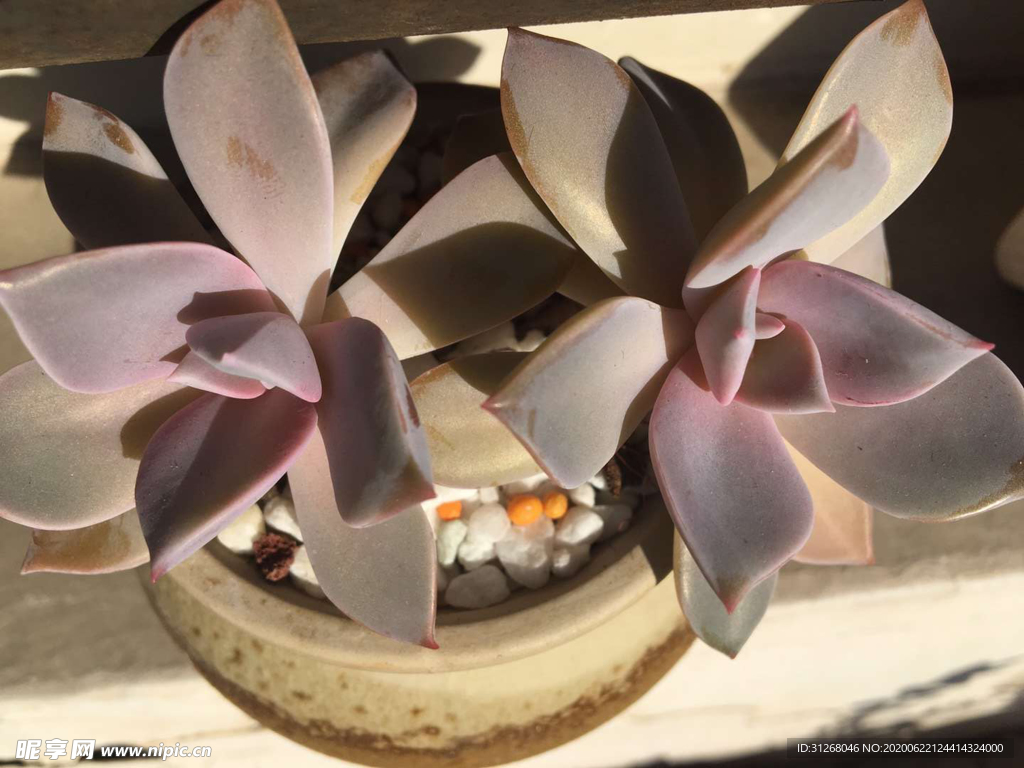 多肉植物