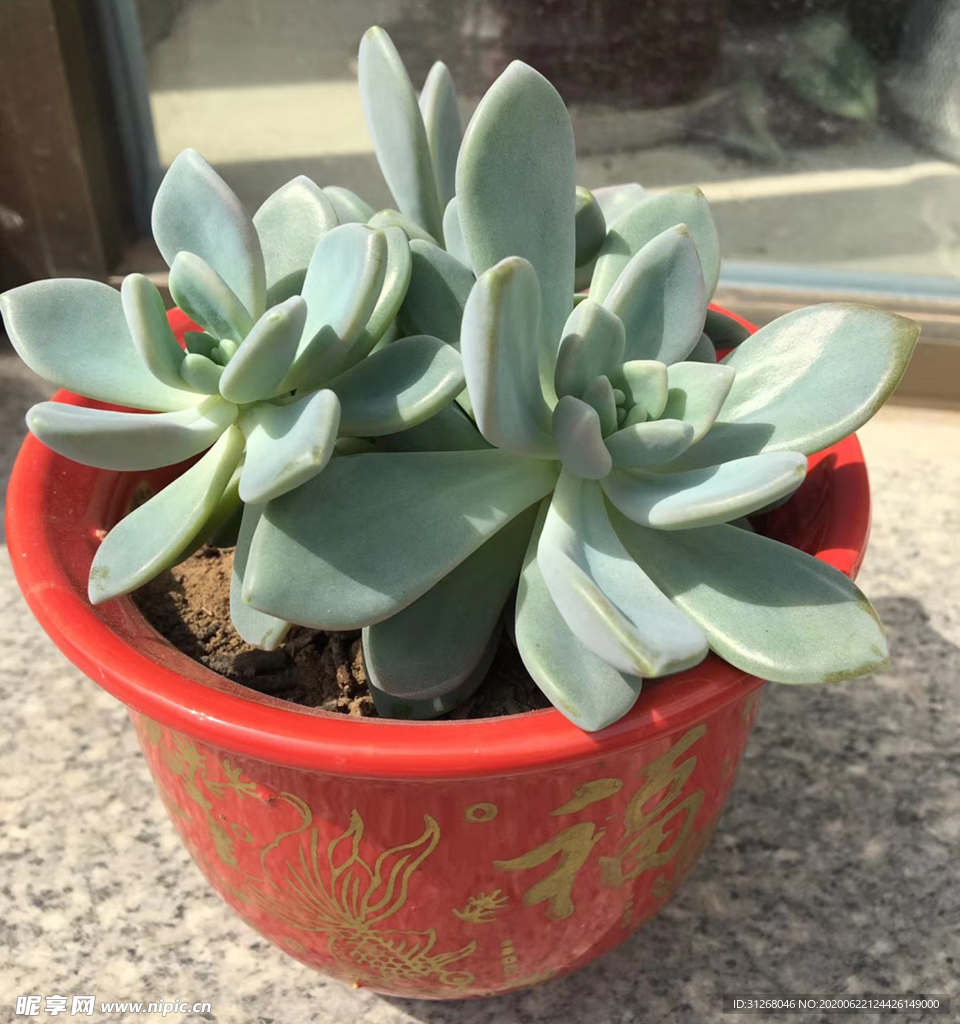多肉植物