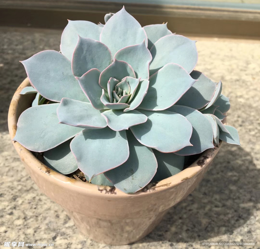 多肉植物